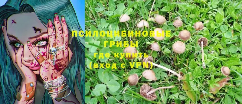 сколько стоит  Нефтегорск  Псилоцибиновые грибы Psilocybe 